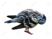 Photo taken from: https://www.123rf.com/photo_26067603_isolated-of-lonely-pigeon-burying-his-head-under-his-wing-and-feeling-sad.html